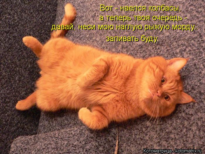 Котоматрица: Вот - наелся колбасы, а теперь твоя очередь - давай, неси мою наглую рыжую морду.. запивать буду.