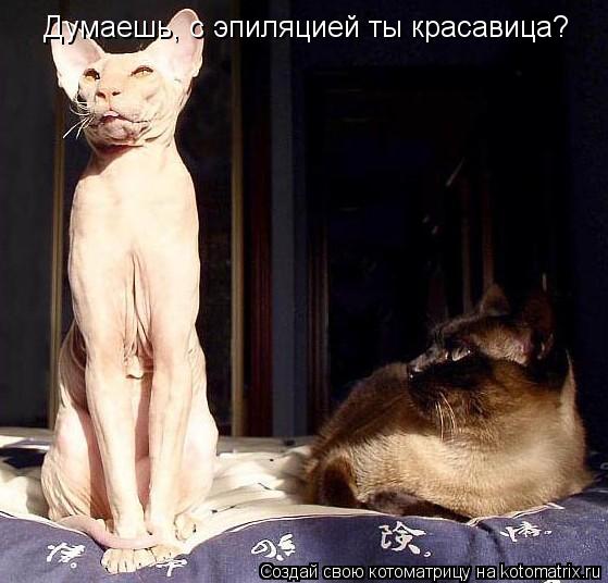 Котоматрица: Думаешь, с эпиляцией ты красавица?