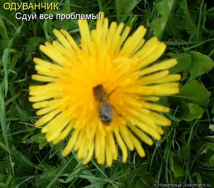ОДУВАНЧИК. Сдуй все проблемы!... Котоматрица: ОДУВАНЧИК. Сдуй все проблемы!