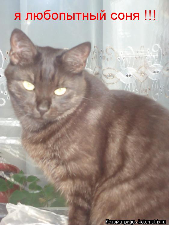 я любопытный соня !!!... Котоматрица: я любопытный соня !!!