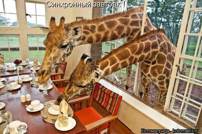Синхронный завтрак !... Котоматрица: Синхронный завтрак !