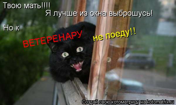 Твою мать!!!! Я лучше из окна выброшусь! Но к ВЕТЕРЕНАРУ не поеду!!... Котоматрица: Твою мать!!!! Я лучше из окна выброшусь! Но к ВЕТЕРЕНАРУ не поеду!!
