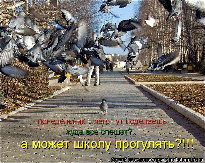 понедельник....чего тут поделаешь... куда все спешат?.. а может школу прогулять?!!!... Котоматрица: понедельник....чего тут поделаешь... куда все спешат?.. а может школу прогулять?!!!