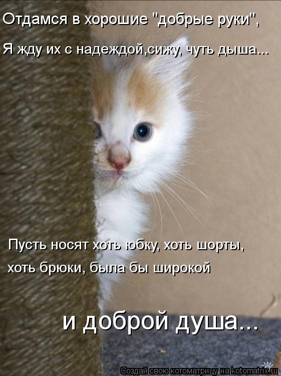 Отдамся в хорошие "добрые руки", Я жду их с надеждой,сижу, чуть дыша... Пусть носят хоть юбку, хоть ... Котоматрица: Отдамся в хорошие "добрые руки", Я жду их с надеждой,сижу, чуть дыша... Пусть носят хоть юбку, хоть шорты, хоть брюки, была бы широкой и доброй