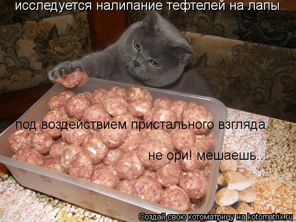 исследуется налипание тефтелей на лапы под воздействием пристального взгляда не ори! мешаешь...... Котоматрица: исследуется налипание тефтелей на лапы под воздействием пристального взгляда не ори! мешаешь...