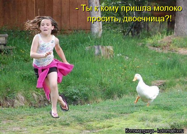 Котоматрица: - Ты к кому пришла молоко просить, двоечница?!