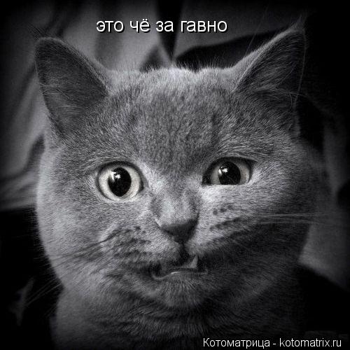 это чё за гавно... Котоматрица: это чё за гавно