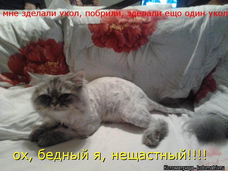 мне зделали укол, побрили, зделали ещо один укол ох, бедный я, нещастный!!!!... Котоматрица: мне зделали укол, побрили, зделали ещо один укол ох, бедный я, нещастный!!!!
