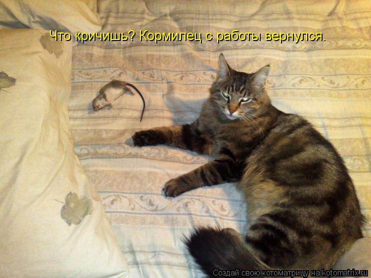 Что кричишь? Кормилец с работы вернулся.... Котоматрица: Что кричишь? Кормилец с работы вернулся.