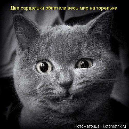 Две сардэльки облетели весь мир на торельке... Котоматрица: Две сардэльки облетели весь мир на торельке