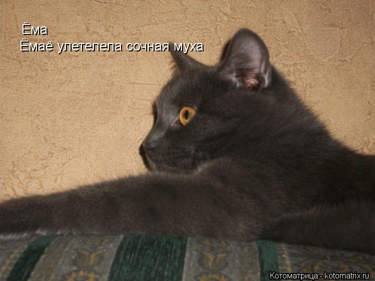 Ёма Ёмаё улетелела сочная муха... Котоматрица: Ёма Ёмаё улетелела сочная муха