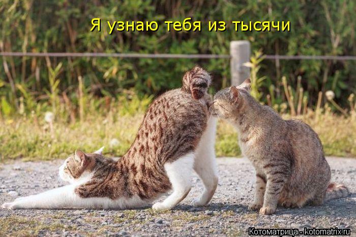 Я узнаю тебя из тысячи... Котоматрица: Я узнаю тебя из тысячи