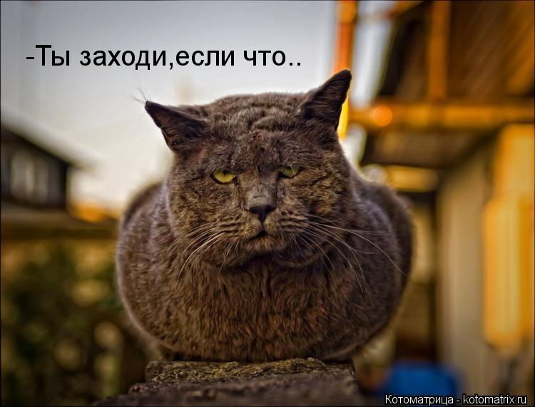 -Ты заходи,если что..... Котоматрица: -Ты заходи,если что..