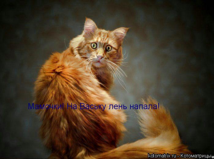 Котоматрица: Мамочки! На Ваську лень напала!