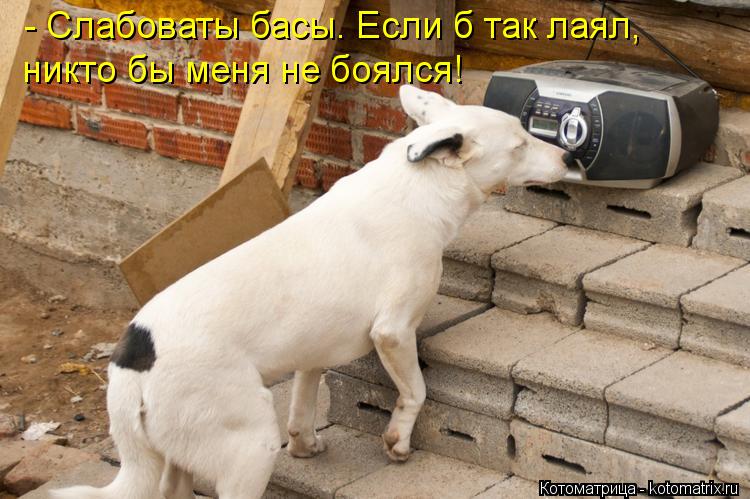 Котоматрица: никто бы меня не боялся! - Слабоваты басы. Если б так лаял,