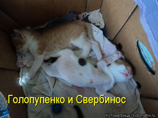 Голопупенко и Свербинос... Котоматрица: Голопупенко и Свербинос