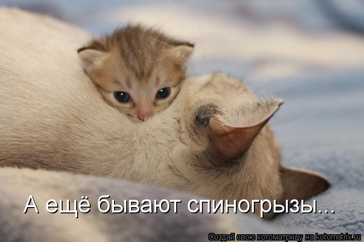 А ещё бывают спиногрызы...... Котоматрица: А ещё бывают спиногрызы...
