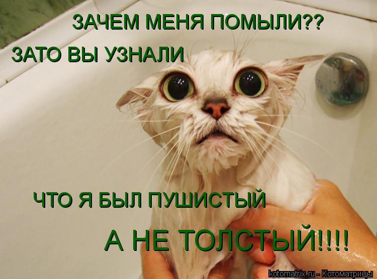 ЗАЧЕМ МЕНЯ ПОМЫЛИ?? ЗАТО ВЫ УЗНАЛИ ЧТО Я БЫЛ ПУШИСТЫЙ А НЕ ТОЛСТЫЙ!!!!... Котоматрица: ЗАЧЕМ МЕНЯ ПОМЫЛИ?? ЗАТО ВЫ УЗНАЛИ ЧТО Я БЫЛ ПУШИСТЫЙ А НЕ ТОЛСТЫЙ!!!!