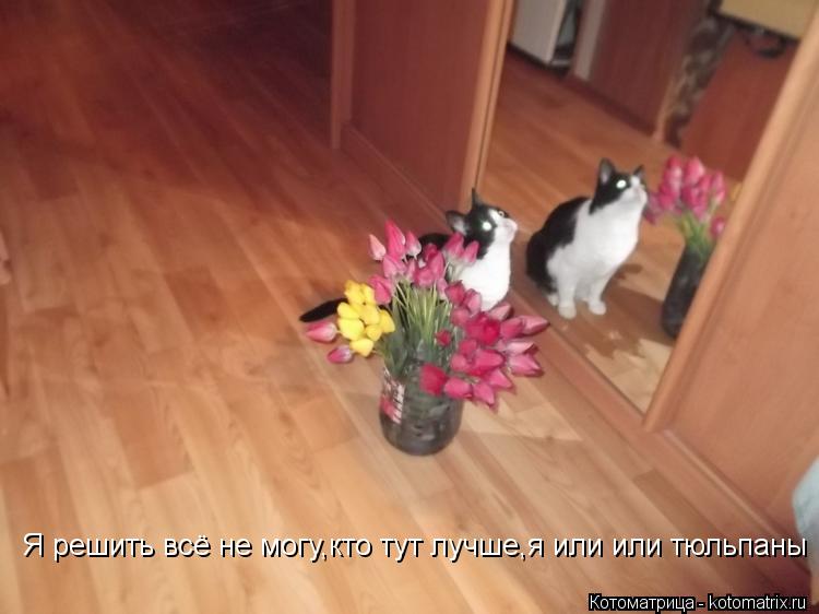 Я решить всё не могу,кто тут лучше,я или или тюльпаны... Котоматрица: Я решить всё не могу,кто тут лучше,я или или тюльпаны