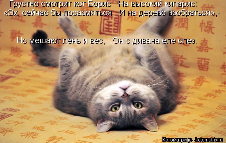 Котоматрица: Грустно смотрит кот Борис   На высокий кипарис: «Эх, сейчас бы поразмяться   И на дерево взобраться»,- Но мешают лень и вес,   Он с дивана еле сл