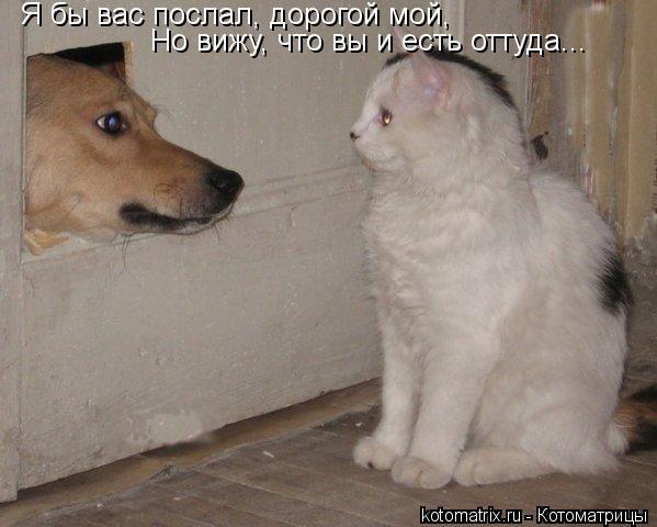 Я бы вас послал, дорогой мой, Но вижу, что вы и есть оттуда...... Котоматрица: Я бы вас послал, дорогой мой, Но вижу, что вы и есть оттуда...