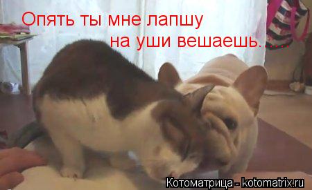 Опять ты мне лапшу на уши вешаешь,,,,,, на уши вешаешь,,,,,, на уши вешаешь......... Котоматрица: Опять ты мне лапшу на уши вешаешь,,,,,, на уши вешаешь,,,,,, на уши вешаешь......