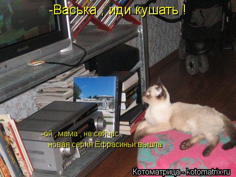 Котоматрица: -Васька , иди кушать ! -ой , мама , не сейчас , новая серия Ефрасиньи вышла