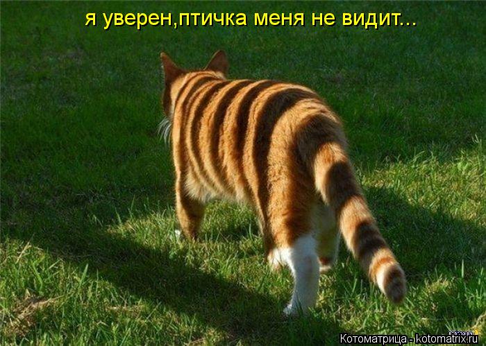 я уверен,птичка меня не видит...... Котоматрица: я уверен,птичка меня не видит...