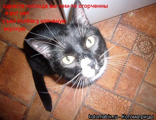Котоматрица: здрасте господа вы чем-то огорченны  я вот нет съел колбасу копченую вкусную