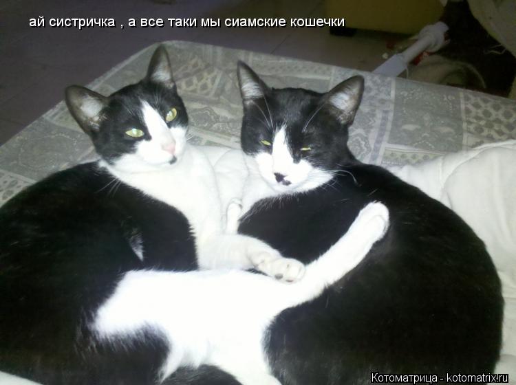 Котоматрица: ай систричка , а все таки мы сиамские кошечки