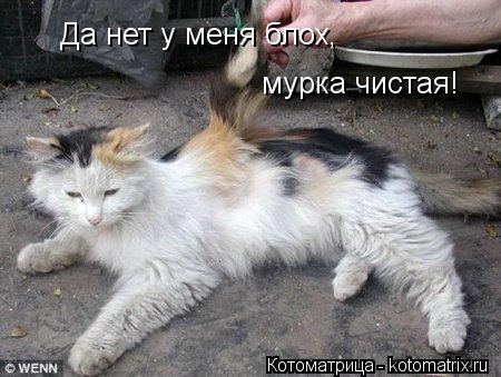 Котоматрица: Да нет у меня блох, мурка чистая!