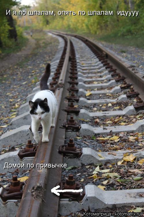 Котоматрица: И я по шпалам, опять по шпалам  идуууу  Домой по привычке