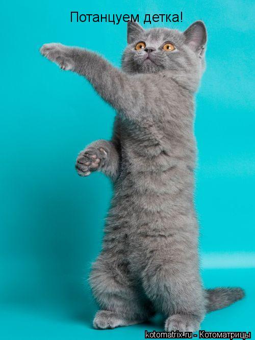 Потанцуем детка!... Котоматрица: Потанцуем детка!