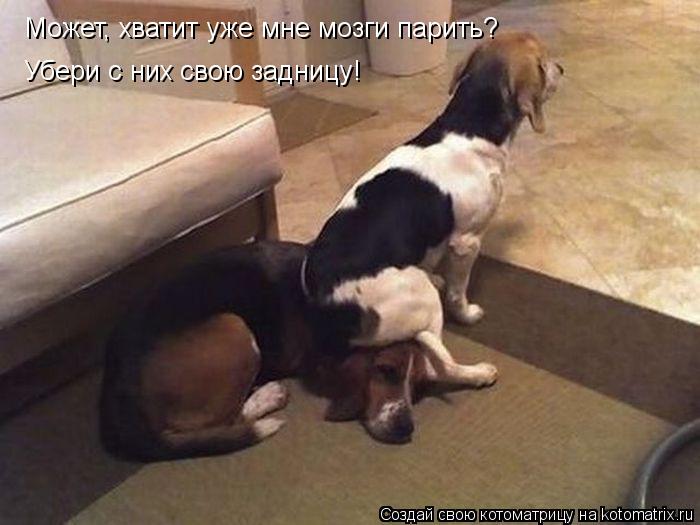 Может, хватит уже мне мозги парить? Убери с них свою задницу!... Котоматрица: Может, хватит уже мне мозги парить? Убери с них свою задницу!
