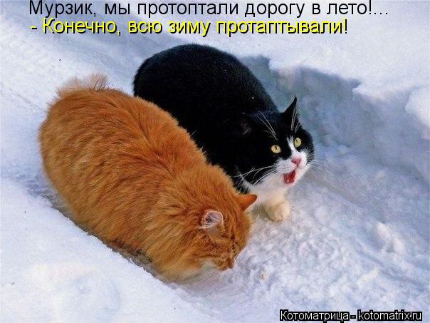 Мурзик, мы протоптали дорогу в лето!... - Конечно, всю зиму протаптывали!... Котоматрица: Мурзик, мы протоптали дорогу в лето!... - Конечно, всю зиму протаптывали!
