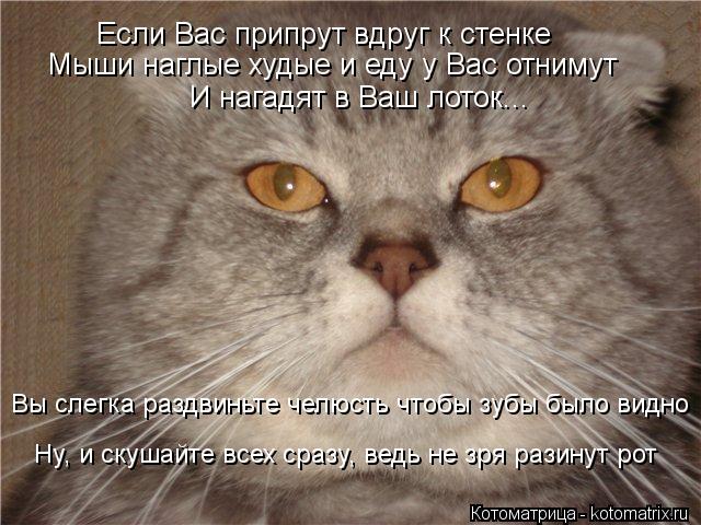 Если Вас припрут вдруг к стенке Мыши наглые худые и еду у Вас отнимут И нагадят в Ваш лоток... Вы сле... Котоматрица: Если Вас припрут вдруг к стенке Мыши наглые худые и еду у Вас отнимут И нагадят в Ваш лоток... Вы слегка раздвиньте челюсть чтобы зубы было ви