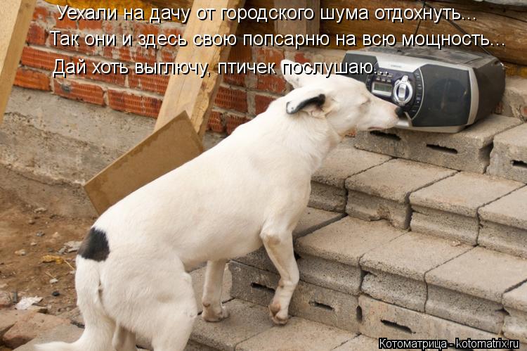 Уехали на дачу от городского шума отдохнуть... Так они и здесь свою попсарню на всю мощность... Дай х... Котоматрица: Уехали на дачу от городского шума отдохнуть... Так они и здесь свою попсарню на всю мощность... Дай хоть выглючу, птичек послушаю...