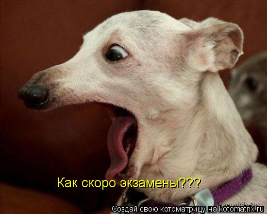 Как скоро экзамены???... Котоматрица: Как скоро экзамены???