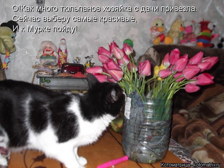 О!Как много тюльпанов хозяйка с дачи привезла. Сейчас выберу самые красивые, И к Мурке пойду!... Котоматрица: О!Как много тюльпанов хозяйка с дачи привезла. Сейчас выберу самые красивые, И к Мурке пойду!