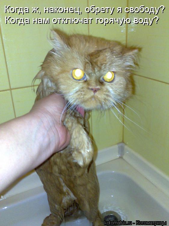 Когда ж, наконец, обрету я свободу? Когда нам отключат горячую воду?... Котоматрица: Когда ж, наконец, обрету я свободу? Когда нам отключат горячую воду?