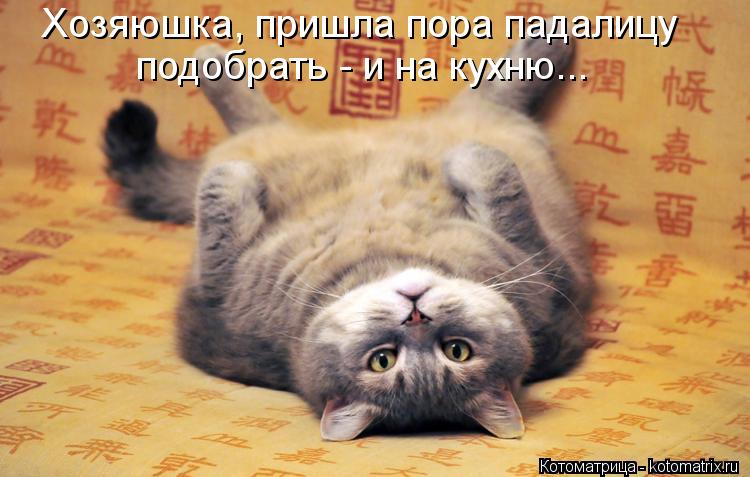 Хозяюшка, пришла пора падалицу подобрать - и на кухню...... Котоматрица: Хозяюшка, пришла пора падалицу подобрать - и на кухню...