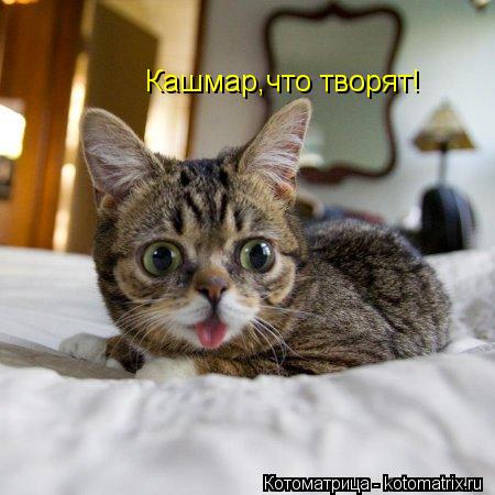 Кашмар,что творят!... Котоматрица: Кашмар,что творят!