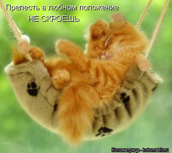 Прелесть в любном положение НЕ СКРОЕШЬ... Котоматрица: Прелесть в любном положение НЕ СКРОЕШЬ