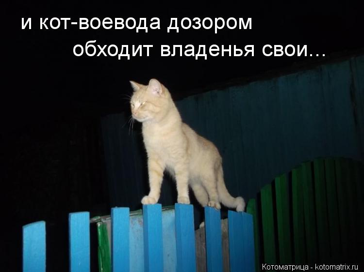 и кот-воевода дозором обходит владенья свои...... Котоматрица: и кот-воевода дозором обходит владенья свои...