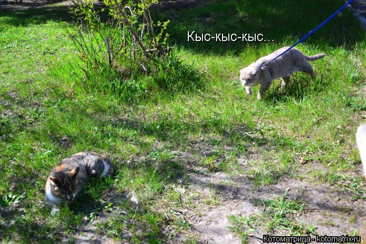Кыс-кыс-кыс...... Котоматрица: Кыс-кыс-кыс...