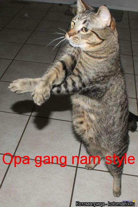 Opa gang nam style... Котоматрица: Opa gang nam style
