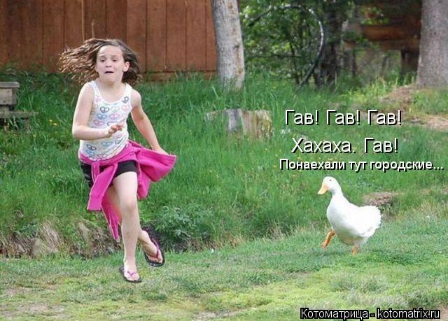 Котоматрица: Гав! Гав! Гав! Хахаха. Гав!  Понаехали тут городские...