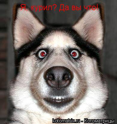 Я, курил? Да вы что!... Котоматрица: Я, курил? Да вы что!