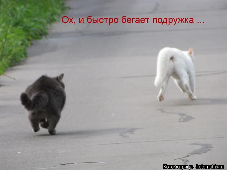Ох, и быстро бегает подружка ...... Котоматрица: Ох, и быстро бегает подружка ...