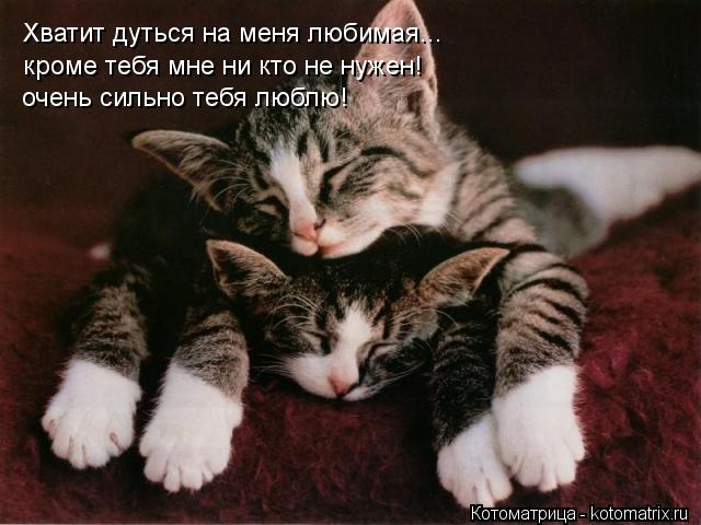 Хватит дуться на меня любимая... кроме тебя мне ни кто не нужен! очень сильно тебя люблю!... Котоматрица: Хватит дуться на меня любимая... кроме тебя мне ни кто не нужен! очень сильно тебя люблю!